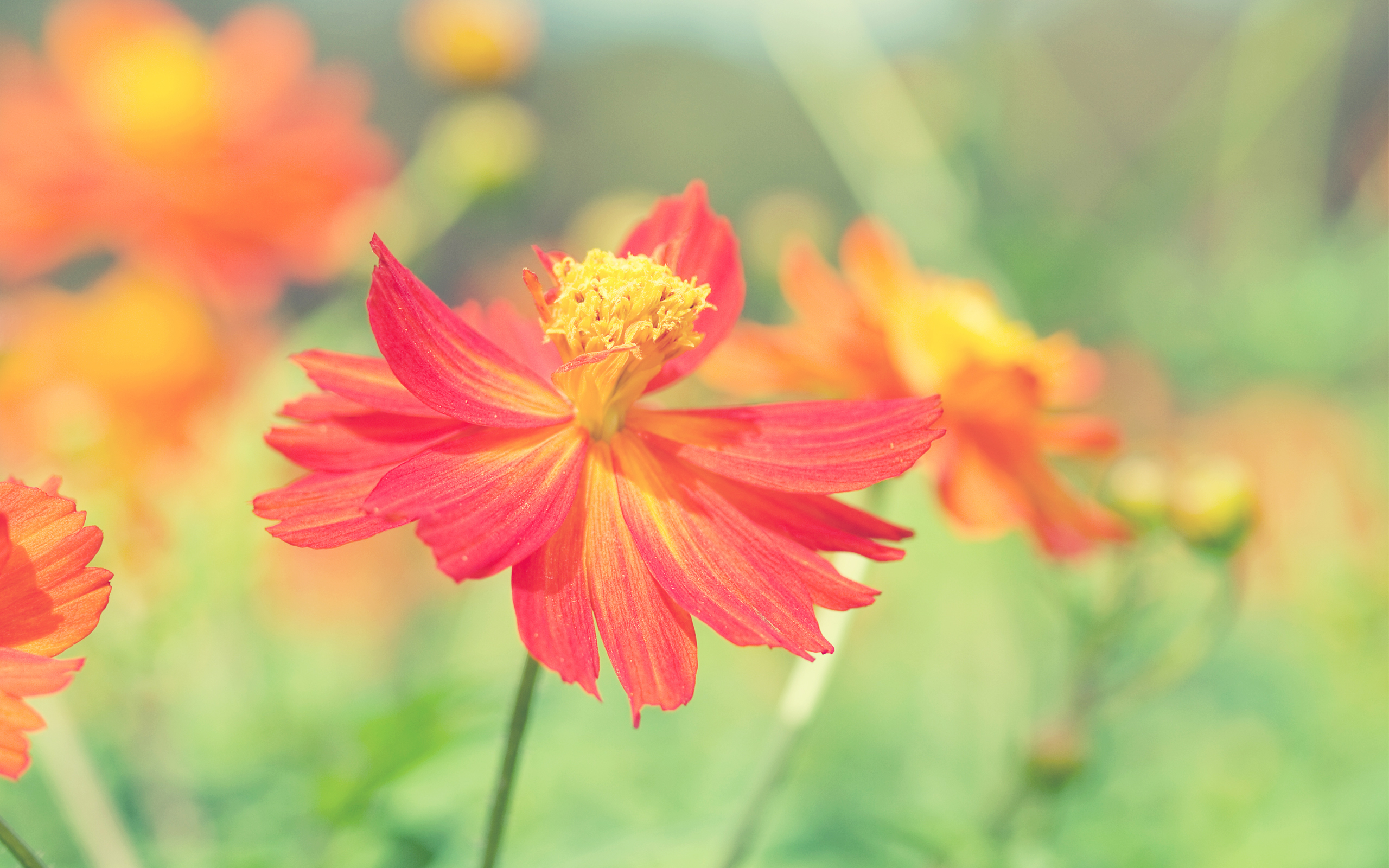 Cosmos Autumn Flower1791913874